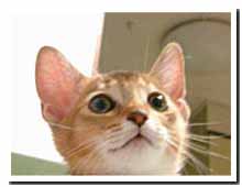 cats