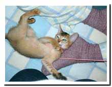 cats