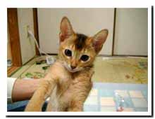 cats