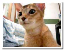 cats