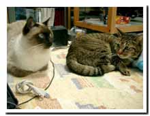 cats