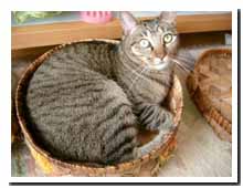 cats