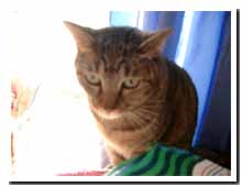 cats
