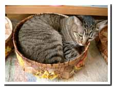 cats