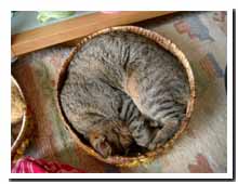 cats
