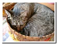 cats