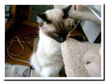 cats