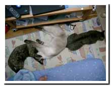 cats