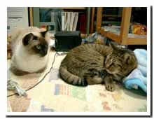 cats