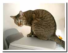 cats