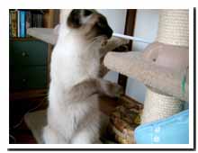 cats