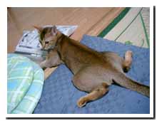 cats