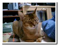 cats