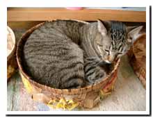 cats