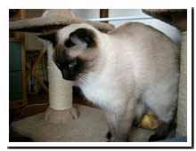 cats