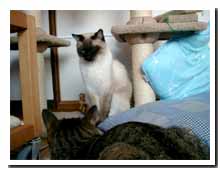 cats
