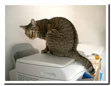 cats