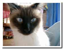 cats