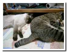 cats