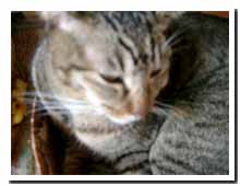 cats