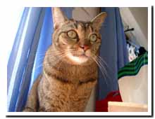 cats