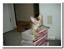 cats