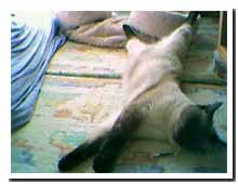 cats