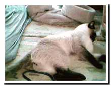 cats