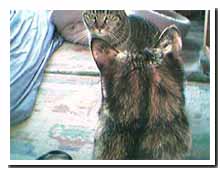 cats