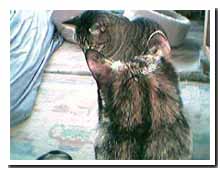 cats