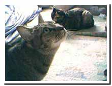 cats