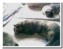 cats