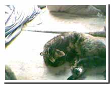 cats