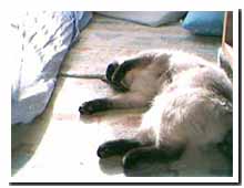 cats