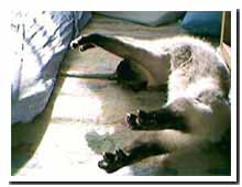 cats