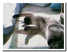 cats