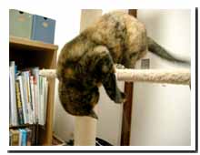 cats