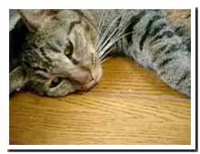 cats