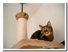 cats