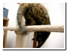 cats