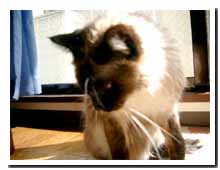 cats