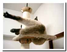 cats