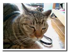 cats