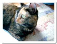 cats