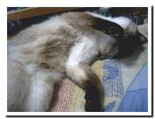 cats