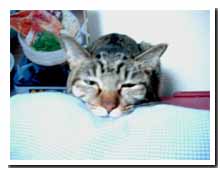cats