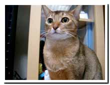 cats