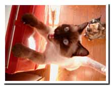 cats