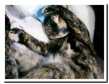 cats