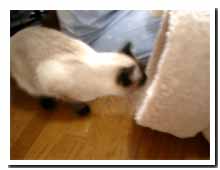 cats
